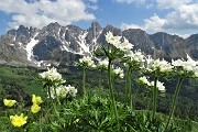 58 Spettacolo di anemone narcissino con Piccole Dolomiti Scalvine